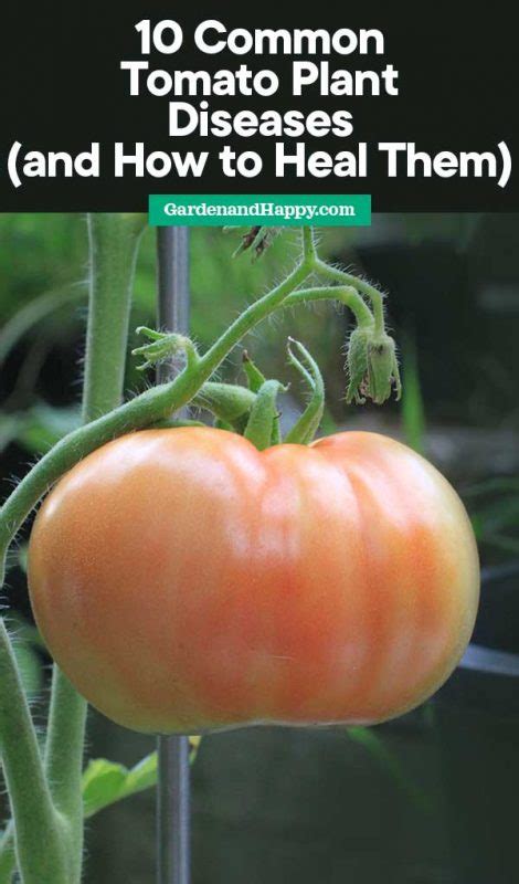 Stem and whole plant symptoms. 10 Common Tomato Plant Diseases (and How to Heal Them ...