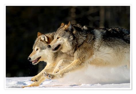 Pack Of Grey Wolves Running Through Deep Snow Posters And Prints
