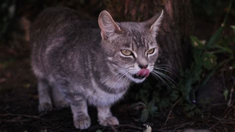 What Do Feral Cats Eat In The Wild Cat Meme Stock Pictures And Photos