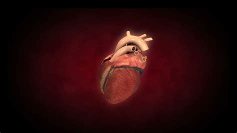 Inside A Beating Heart Stock Footage Video 2227363 Shutterstock