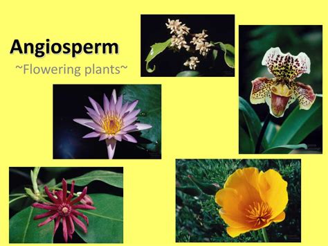 Ppt Angiosperm Powerpoint Presentation Free Download Id2362847