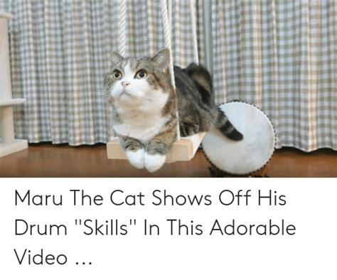Maru The Cat Shows Off His Drum Skills In This Adorable Video Video