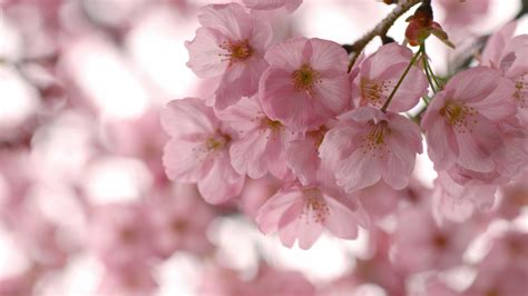 X Flowers Spring Sakura Trees Petals Coolwallpapers Me