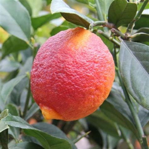 Limon Rosso Citromfa Eladó Citrus és Pálma Kertészet Webshop