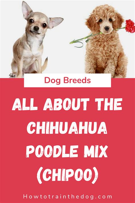 Your Complete Guide To The Chihuahua Poodle Mix Chipoo Chihuahua