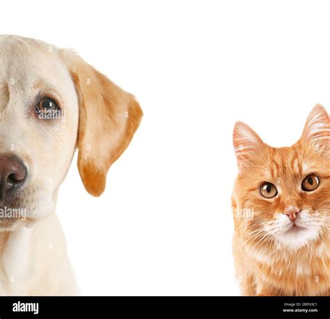 Cat And Dog Portraits Isolated On White Stock Photo Alamy