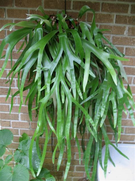 Types Of Ferns To Grow Indoor | Types of ferns, Types of 