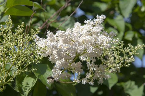 How To Grow And Care For A Japanese Lilac Tree