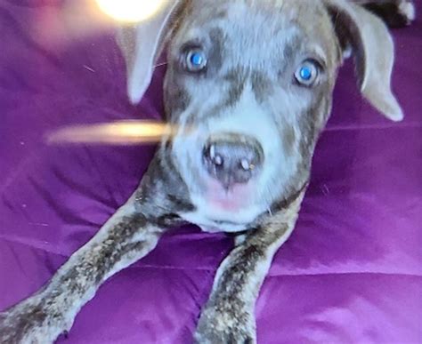 8 Week Old Pit Bull Puppy Stolen During Dedham Home Break In Returned