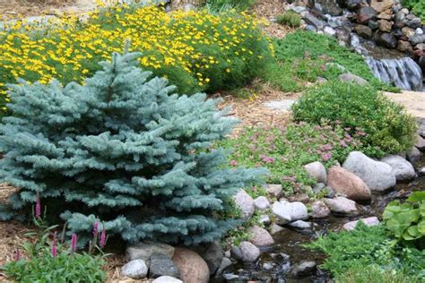 Blue Spruce Landscaping Ideas Natural Landscaping Plants