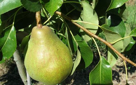 Pear Doyenne Du Comice