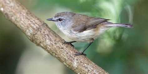 Smallest Birds In The World Tiniest Bird Species Ranked ️