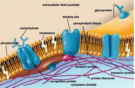 There are two layers made out of a variety of proteins and lipids. Cell Membrane Labeled - Bing Images | Cell membrane ...