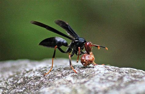 Warrior Wasp Photograph By Jurgen Bode