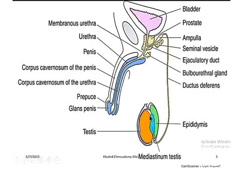 Solution Male Genital System Histology Studypool