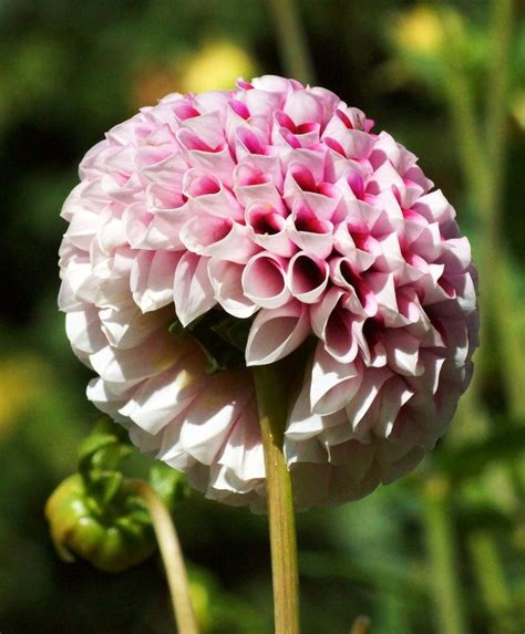 Dahlia Dahlia Pinnata Is A Stunning Daisy Like Flower Empress
