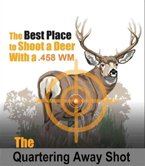 Whitetail Shot Placement 24hourcampfire