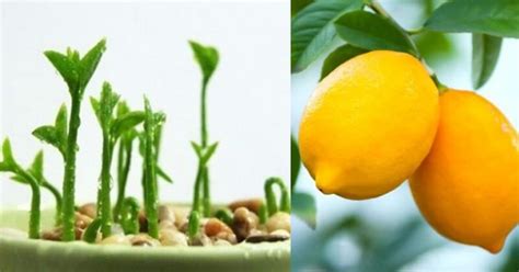 Grow Your Own Lemons In A Cup At Home Smells So Good