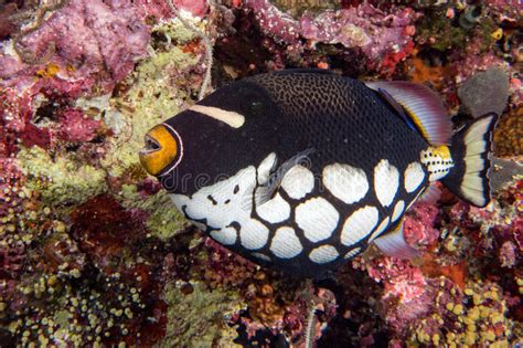 Conspicillum Clown Trigger Fish In Maldives Stock Photo Image Of