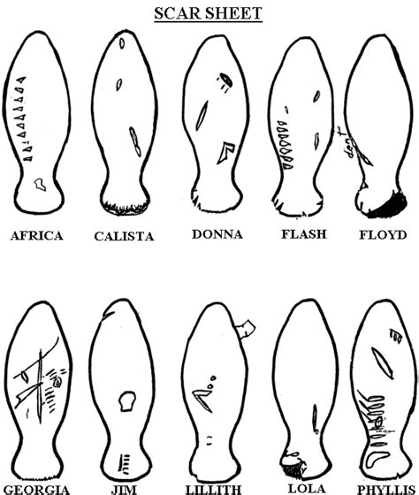 I hope it has helped you! Journey North Manatees