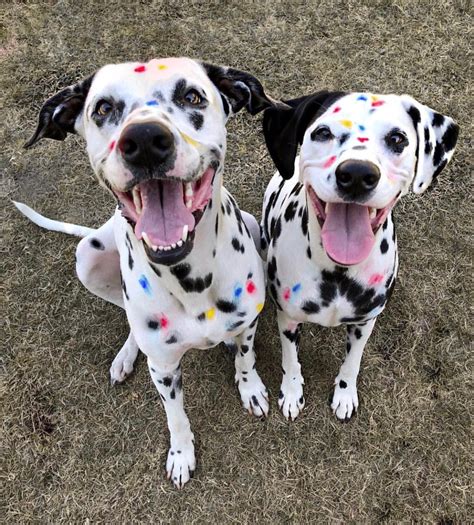 One Of The Rarest Dalmation Mutations Here Are Two Rainbow Dalmations