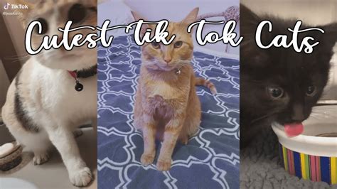 Cutest Cats Of Tik Tok Best Tik Tok Compilations Of 2020 Youtube