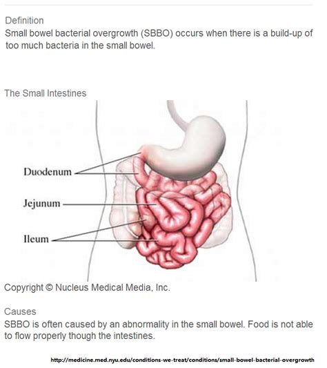Animal Pharm How To Cure Sibo Small Intestinal Bowel