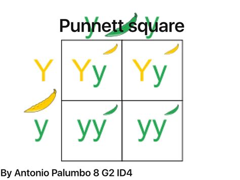 This punnett square shows a cross between two heterozygotes, bb. ShowMe - Reverse punnett square dihybrid