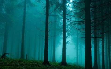 660 home >nature&landscape macbook air wallpapers a collection of the best 660 macbook air wallpapers and backgrounds available for free download. Forest In The Mist Nature Mac Wallpaper Download ...