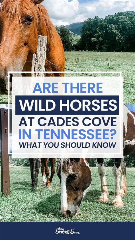 Are The Horses In Cades Cove Wild Cades Cove Cades Cove Tennessee