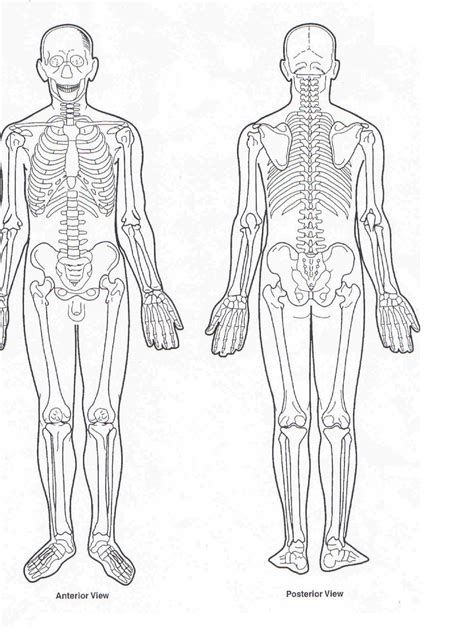 Human Body Muscle Diagrams