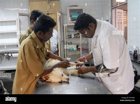 Veterinary Doctors Treating Wounded Dog Parel Animal Hospital Bai
