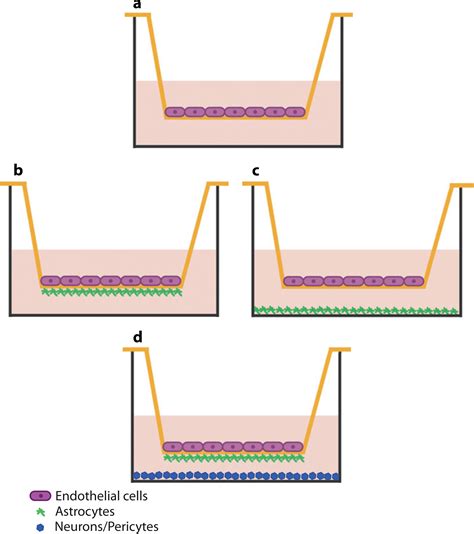 In Vitro Bloodbrain Barrier Models—an Overview Of Established Models