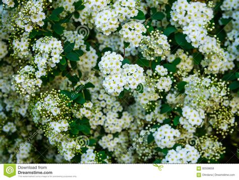 Inviare fiori bianchi è sempre la scelta giusta ! Inflorescenza Di Spirea, Piccoli Fiori Bianchi Delicati, Foglie Verdi, Ripetenti Modello ...