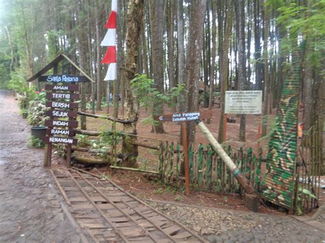 Cermin Jaya Perkasa Paket Wisata Alam Hutan Pinus Jogja Wisata Murah