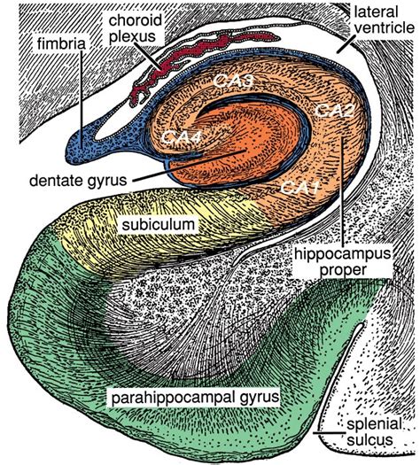 Entorhinal Cortex Anatomy