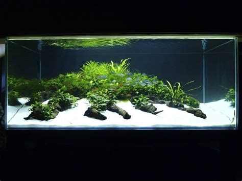 Top 5 Best Sand For Freshwater Aquarium In Depth Review Buyers