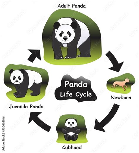 Panda Life Cycle Infographic Diagram Showing Different Phases And