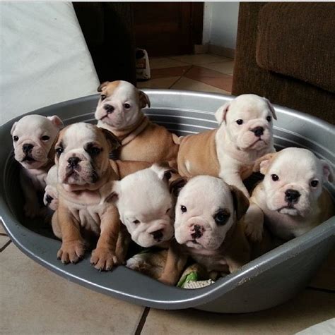 Very Cute Bulldog Puppies 40 Pics