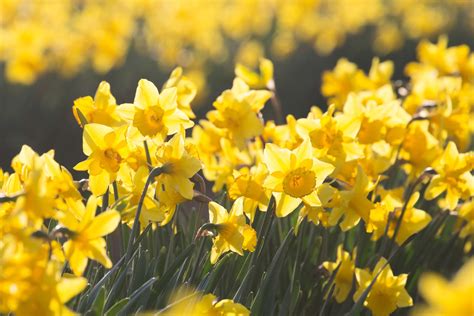 Daffodil Flowering Time Uk Best Flower Site