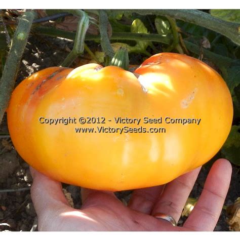 Paw Paw Tomato Victory Seeds® Victory Seed Company