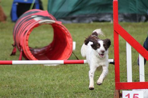 Dog Agility Champ Fen; the English Springer Spaniel - Woodfarm Barns