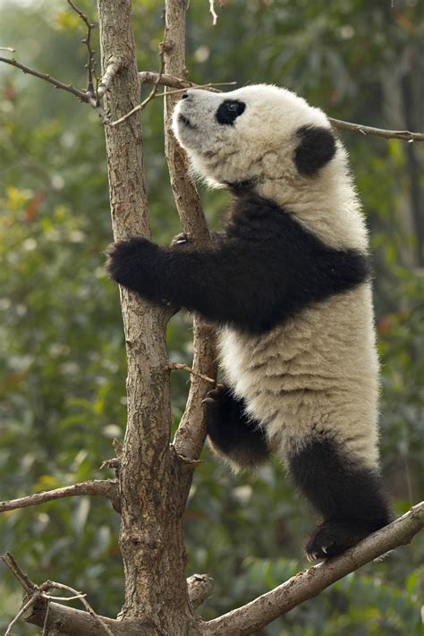 Watch As Adorable Baby Panda Wrestles With A Tree He Is Stuck In