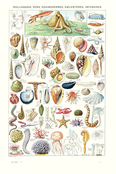 Seashell Poster 1948 Vintage Sea Shell Art Molluscs Etsy