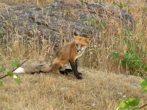 Fox Sweet Breathing Deepening Into A Simple Life