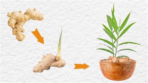 How To Sprout Ginger Root And Indoor Growing Tips Empress Of Dirt