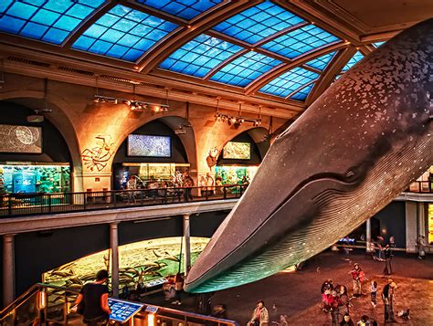 American Museum of Natural History | New York | United States | New ...