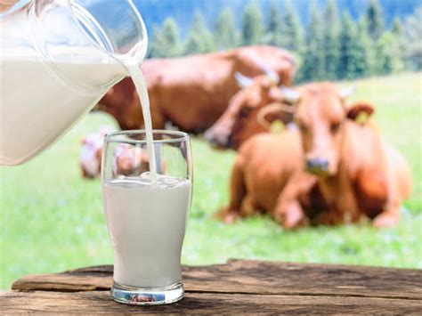 Milk Startups That Focus On Stress Free And Happy Cow Environments To