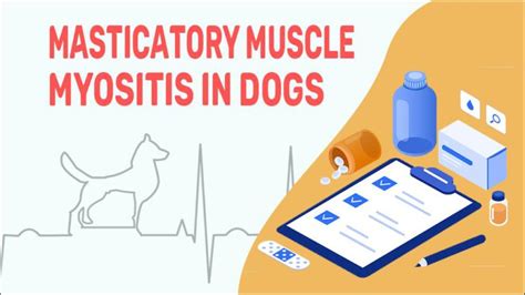 Masticatory Muscle Myositis In Dogs Petmoo