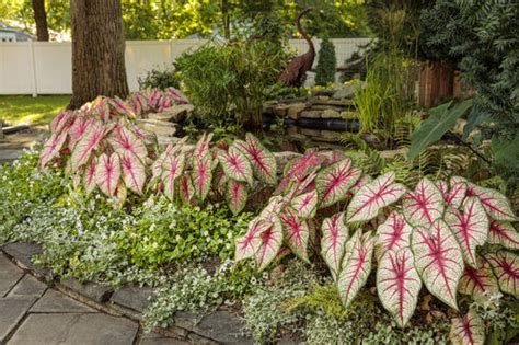 Caladium Care The Ultimate Growing Guide Proven Winners